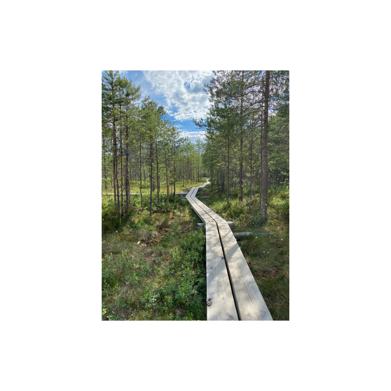 Hatlamminsuon luontopolun kierros patikoiden erityisryhmille