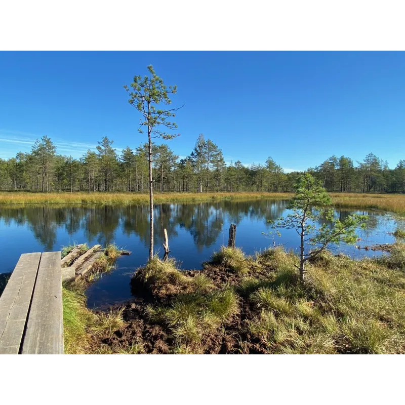 Hatlamminsuon luontopolun kierros patikoiden erityisryhmille