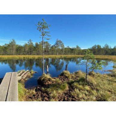 Hatlamminsuon luontopolun kierros patikoiden erityisryhmille