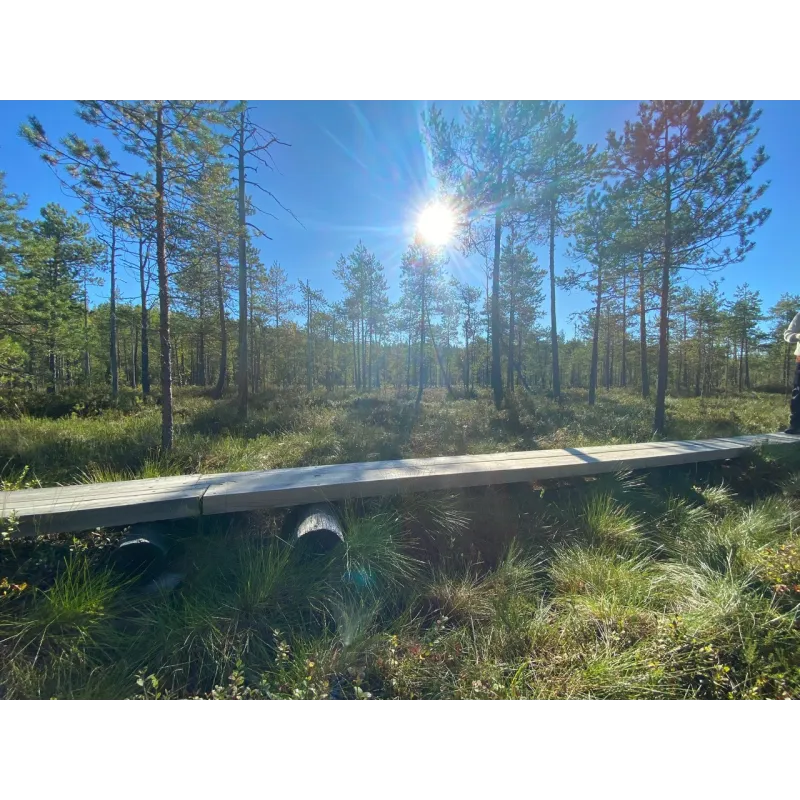 Hatlamminsuon luontopolun kierros patikoiden erityisryhmille