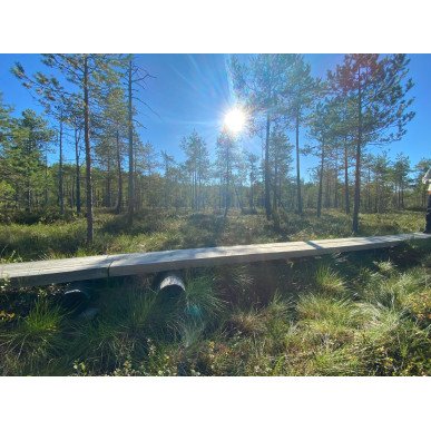 Hatlamminsuon luontopolun kierros patikoiden erityisryhmille