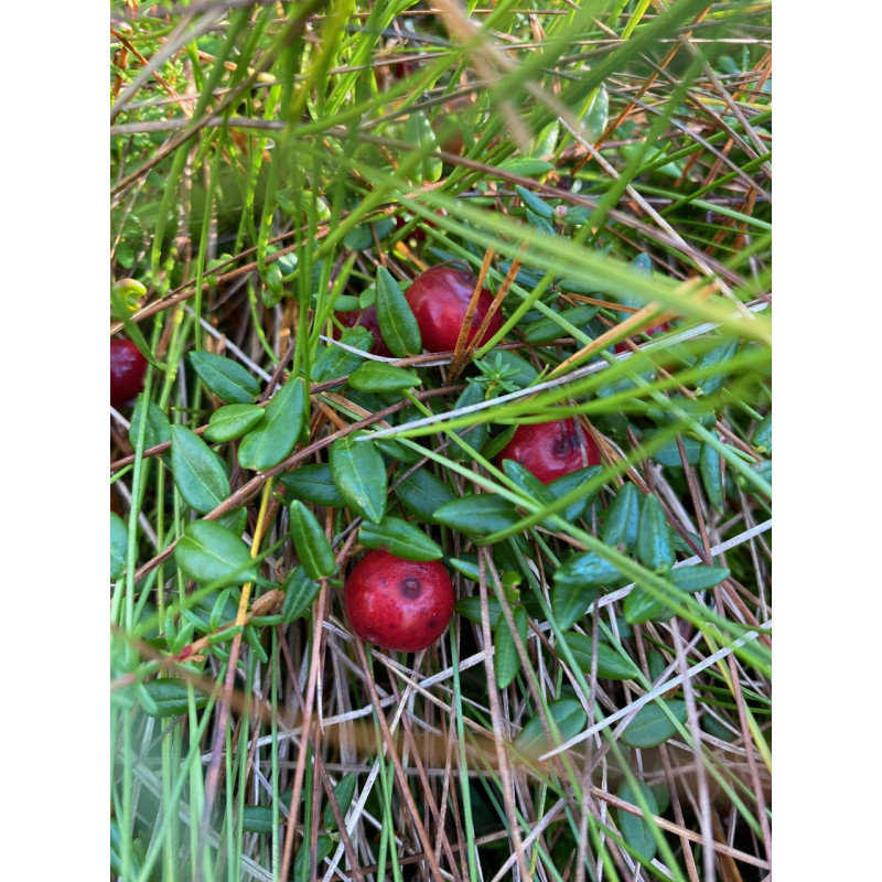 Hatlamminsuon luontopolun kierros patikoiden erityisryhmille