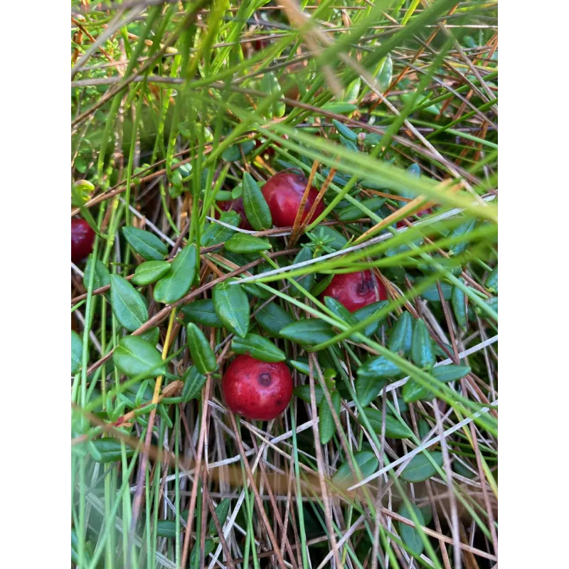 Hatlamminsuon luontopolun kierros patikoiden erityisryhmille