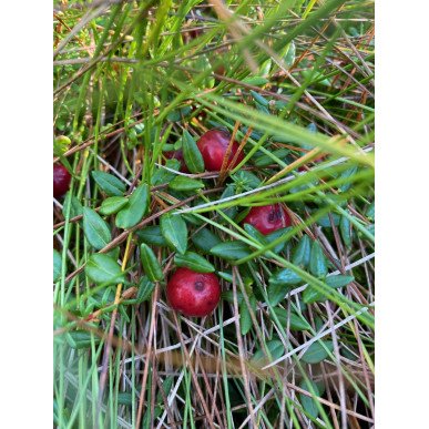 Hatlamminsuon luontopolun kierros patikoiden erityisryhmille