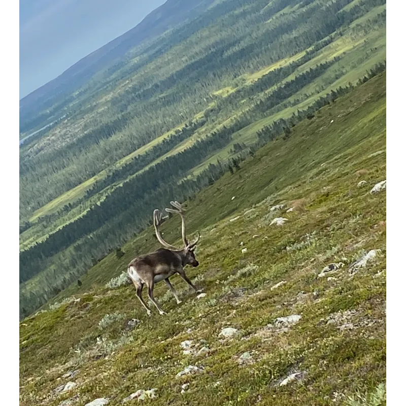 Hetta-Pallas ruskavaellus 9.9-12.9.2026