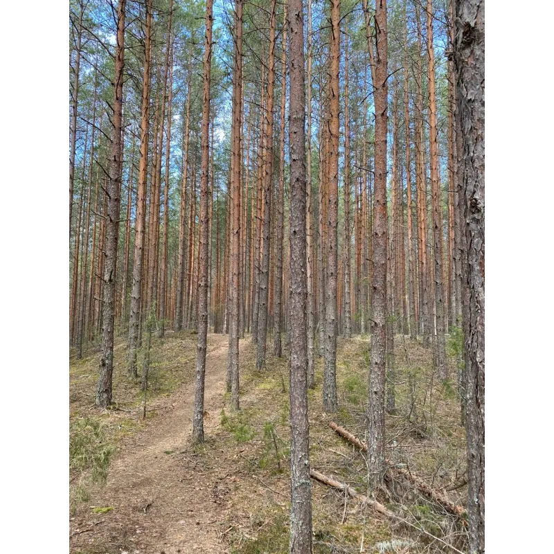 Kesäinen päiväretki Komiolle 25.7.2026