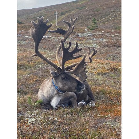 Hetta-Pallas ruskavaellus 9.9-12.9.2026