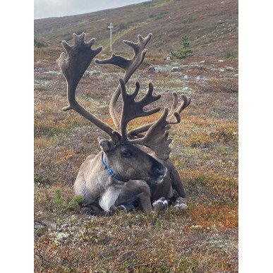 Vaellus | Hetta-Pallas ruskavaellus 10.9-13.9.2025