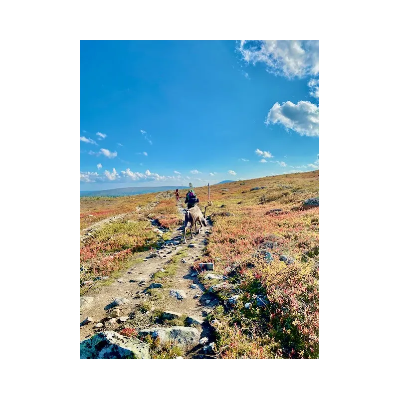 Hetta-Pallas ruskavaellus 9.9-12.9.2026