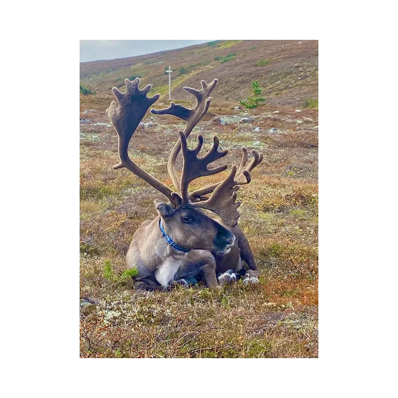 Hetta-Pallas ruskavaellus 9.9-12.9.2026