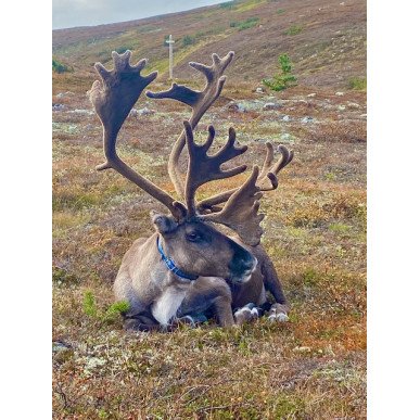 Hetta-Pallas ruskavaellus 9.9-12.9.2026